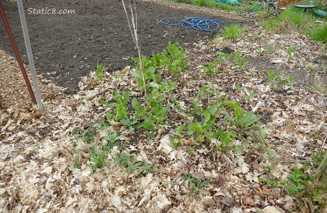 Garden plot