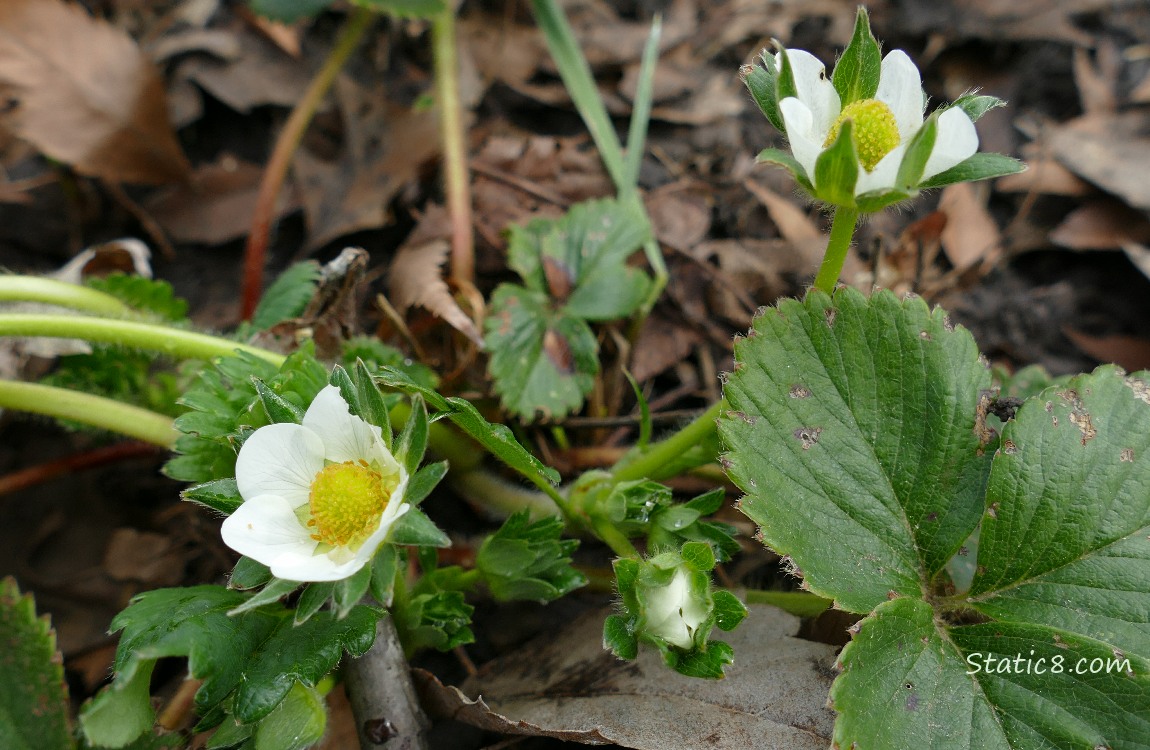 Strawberry blooms