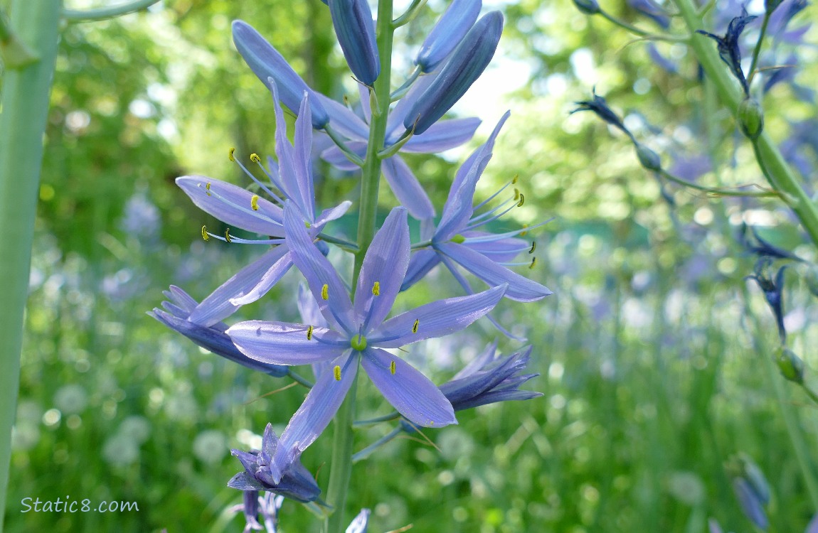 Camas Lily blooms