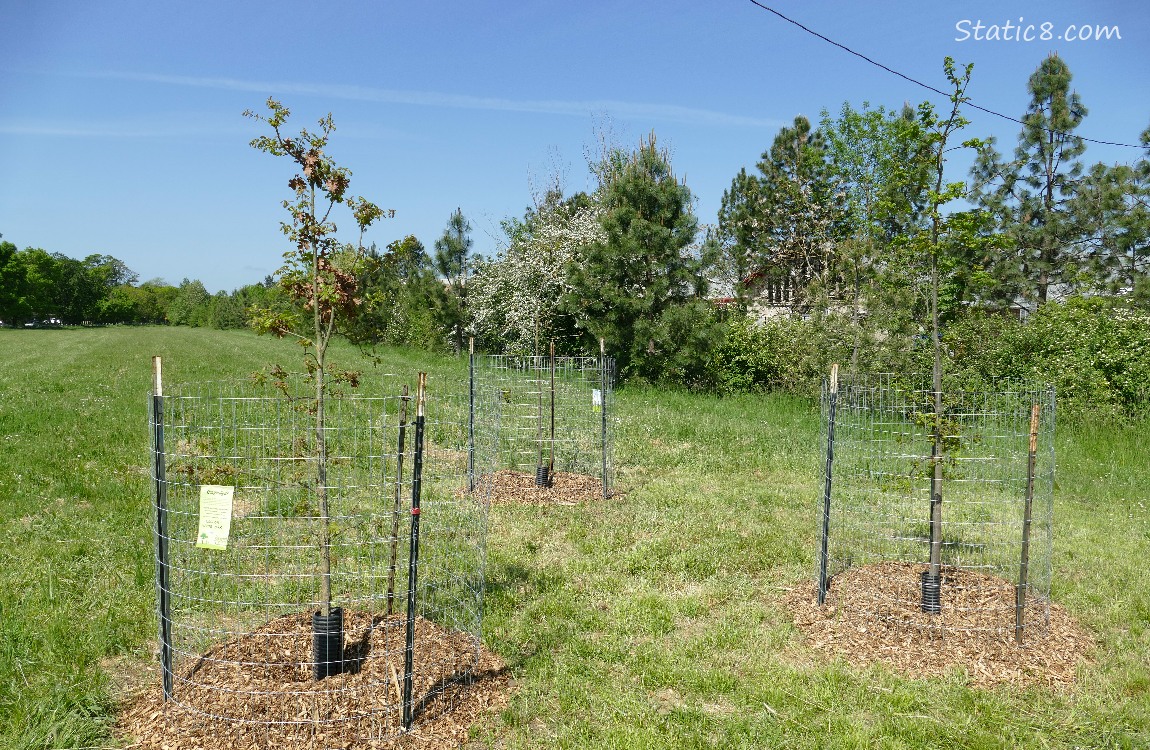 Three saplings with wire fencing around them in front of a grassy field