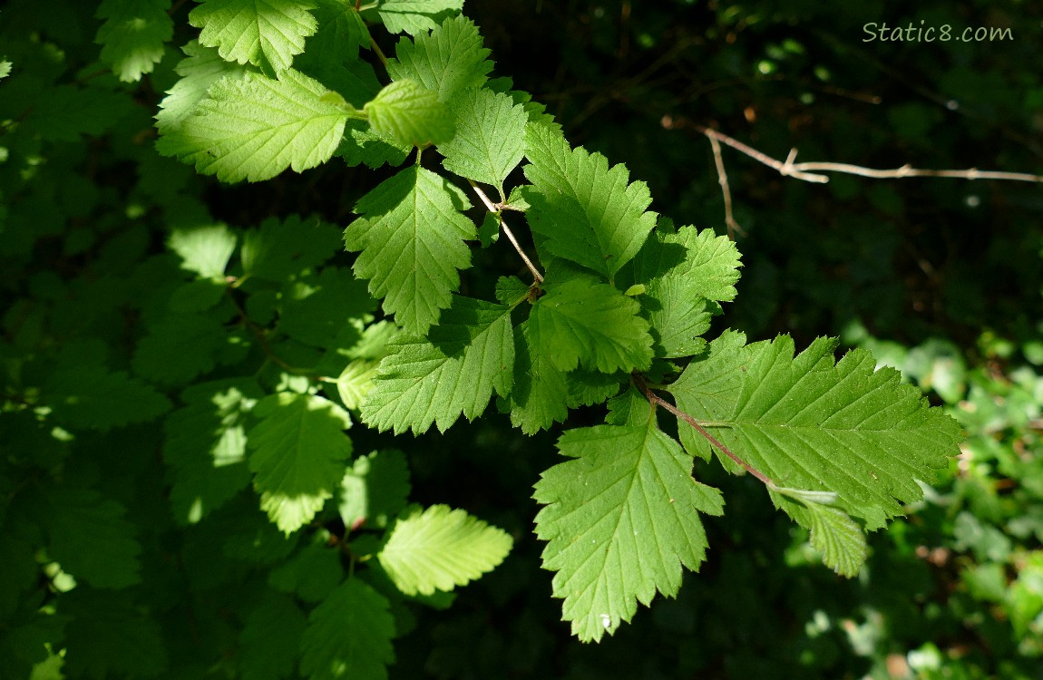 Ocean Spray leaves