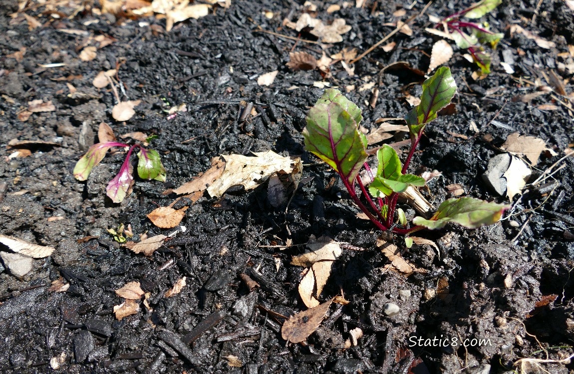 Small beet plants growing in the dirt