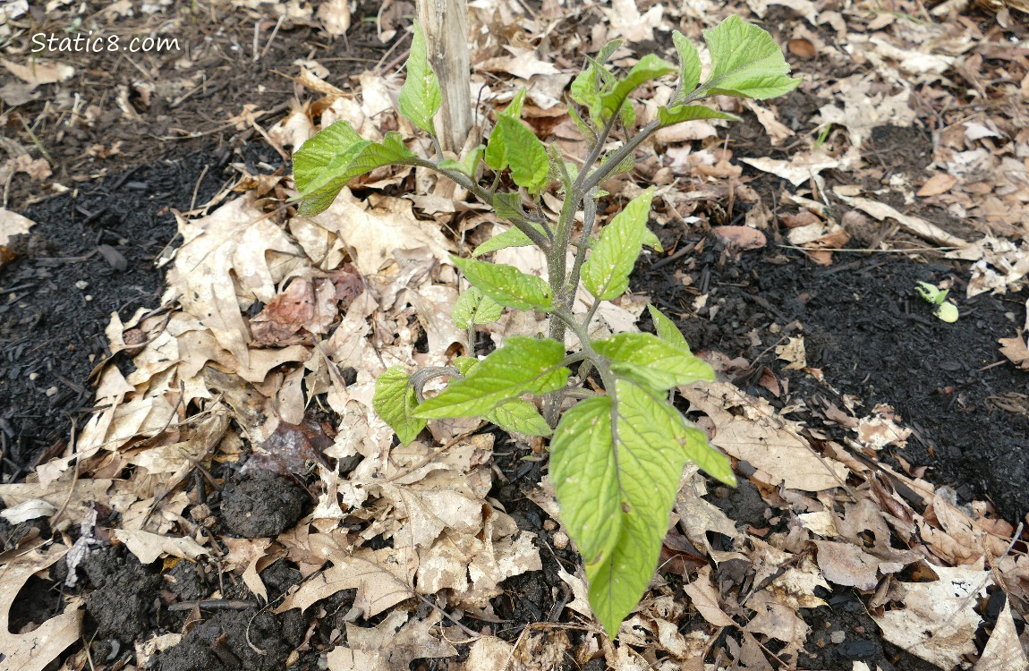 Small tomato plant growing in the ground