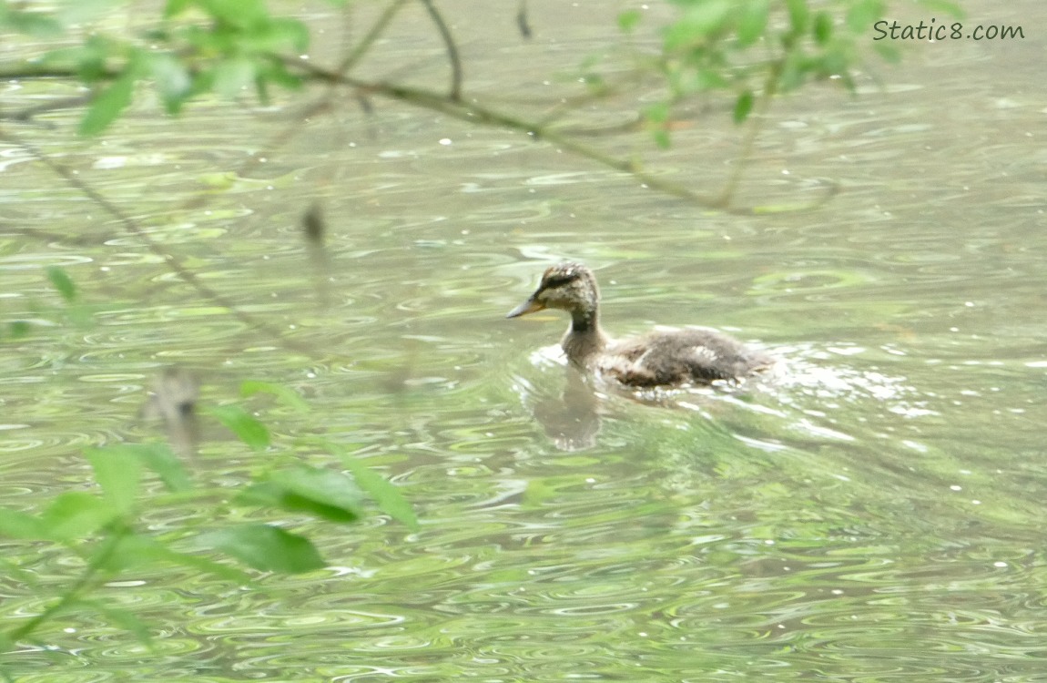 Older Mallard Duckling paddling on the water