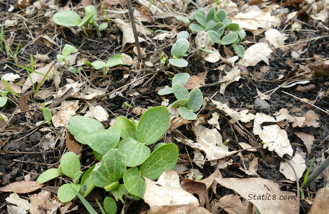 Squash seedlings growing in the ground