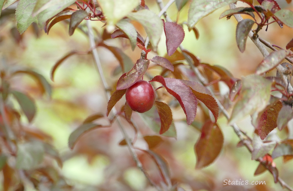 Cherry hanging from the tree