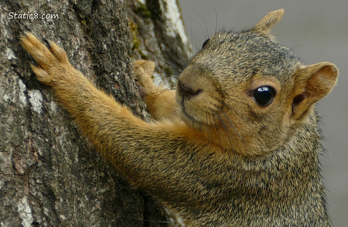 Close up of a squirrel on the side of a tree trunk
