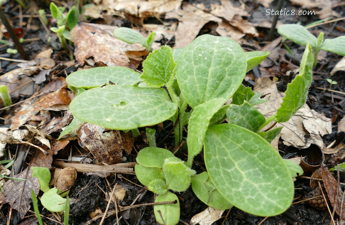 Small squash plants growing in the ground