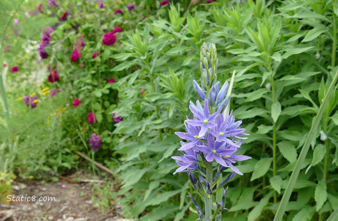 Camas Lily bloom with Peony blooms in the background