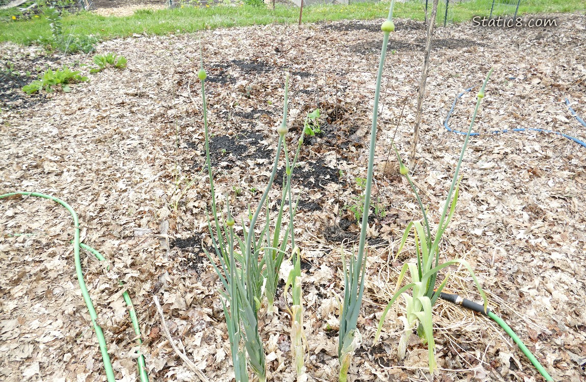 Leeks