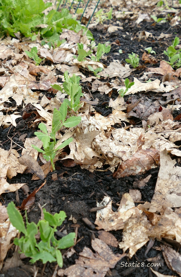 Pea plants growing in the dirt