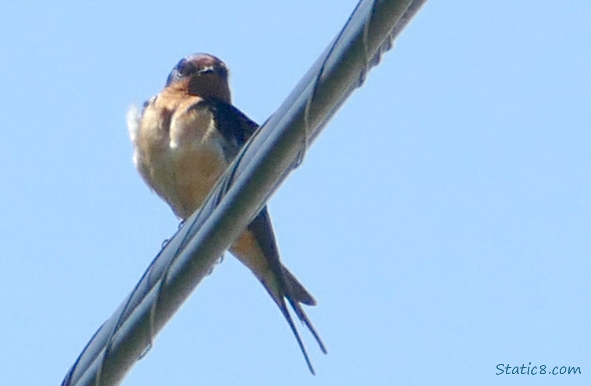 Barn Swallow standing on a power line
