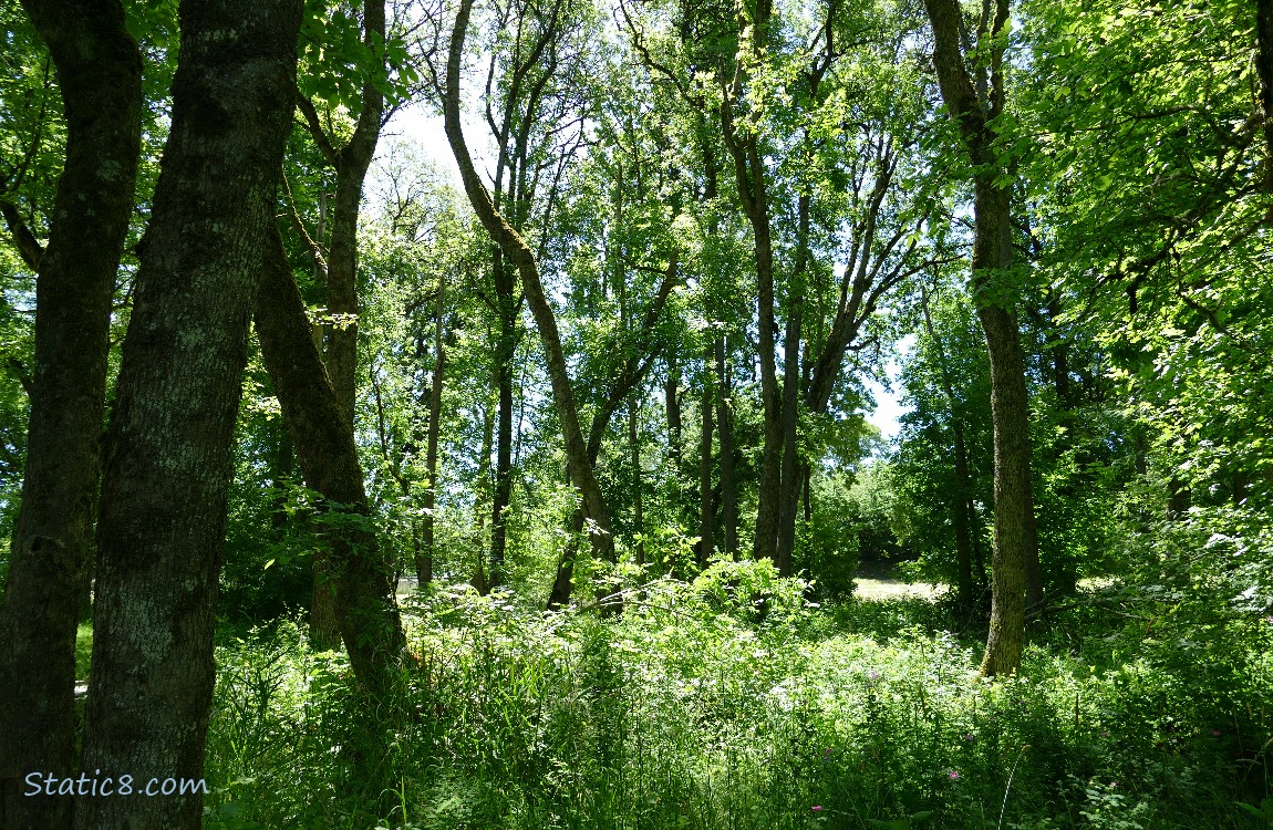 Forest