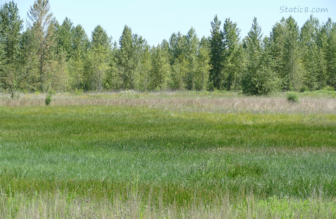 Grasslands with trees in the distance