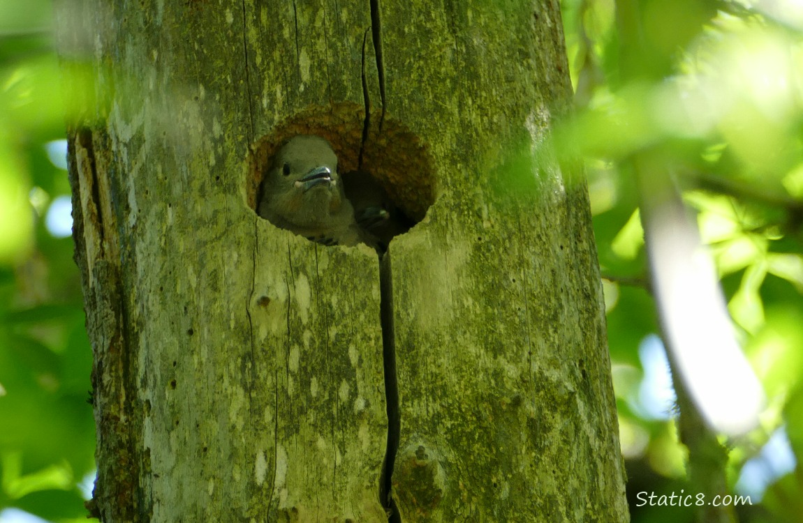 Flicker baby sticking her face out of the nest hole