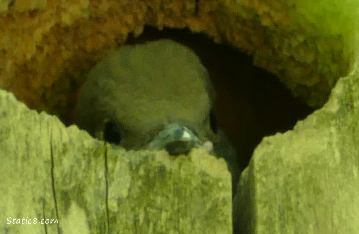 Flicker baby, resting her chin on the edge of the nest hole
