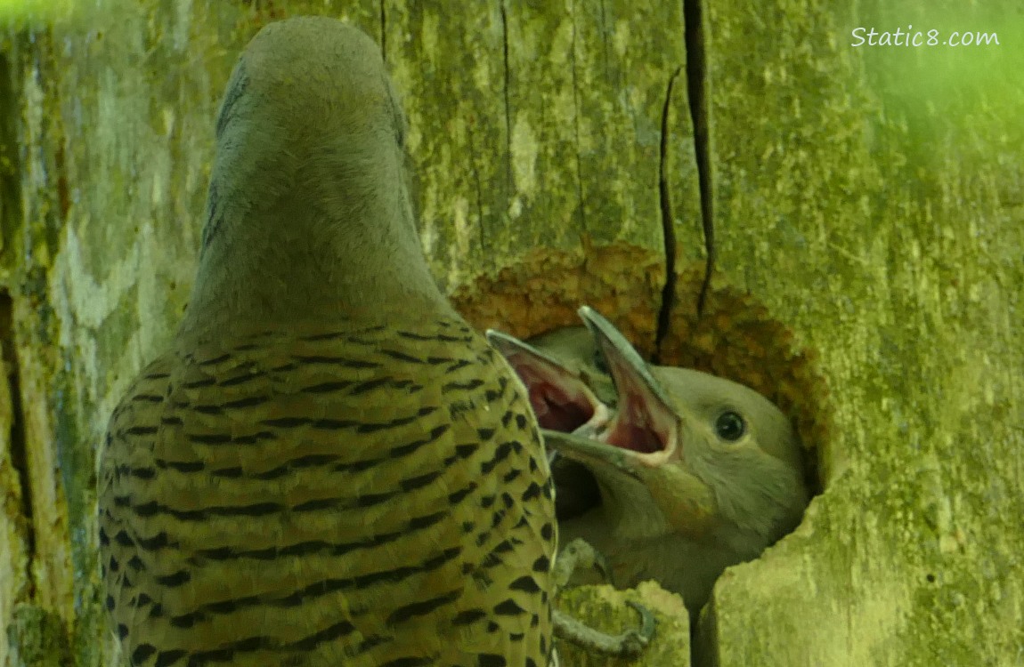 Flicker parent at the nest with two babies begging for food