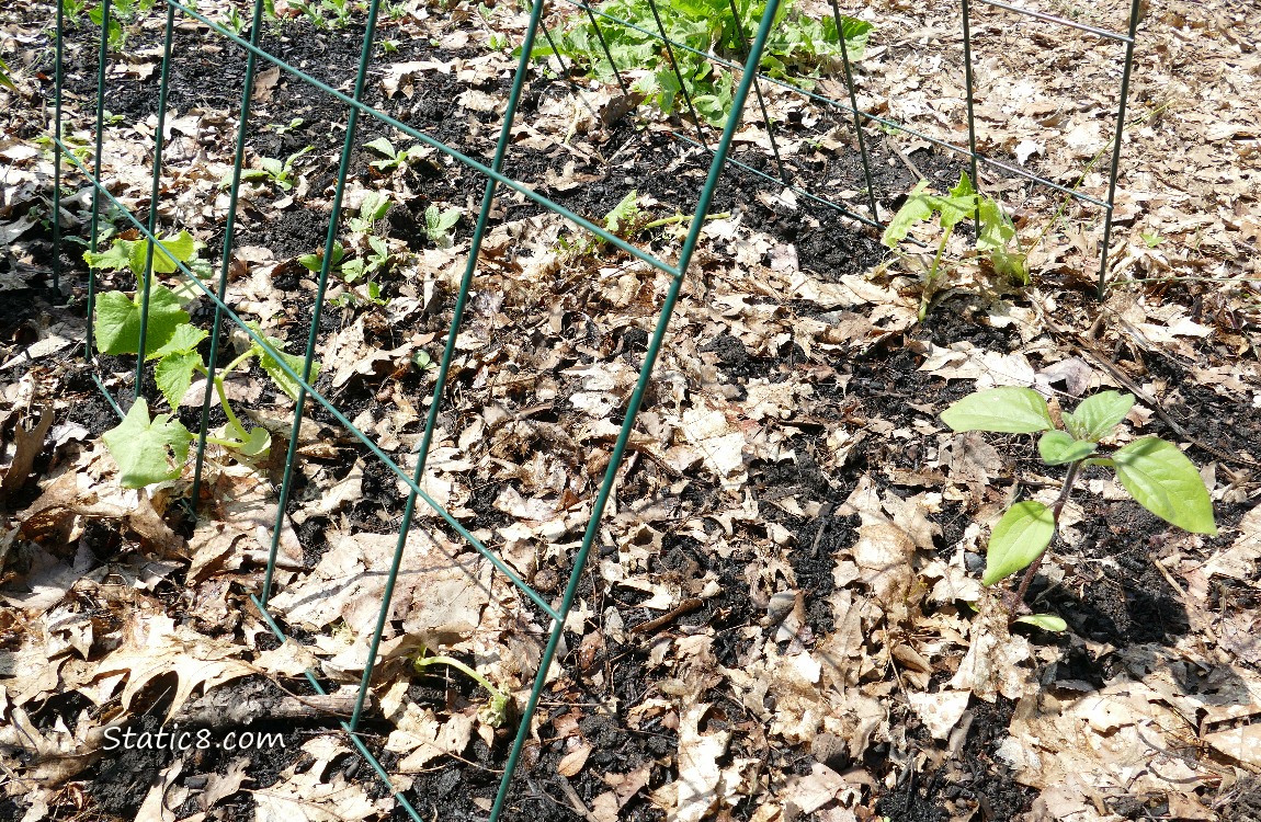 garden plot
