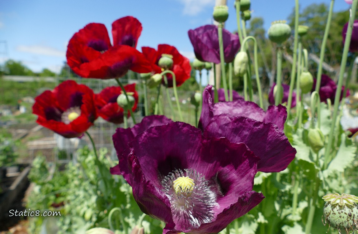 Red and purple Poppy blooms with the sky in the background