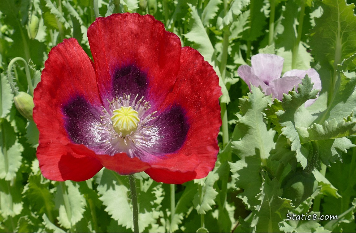 Red Poppy bloom