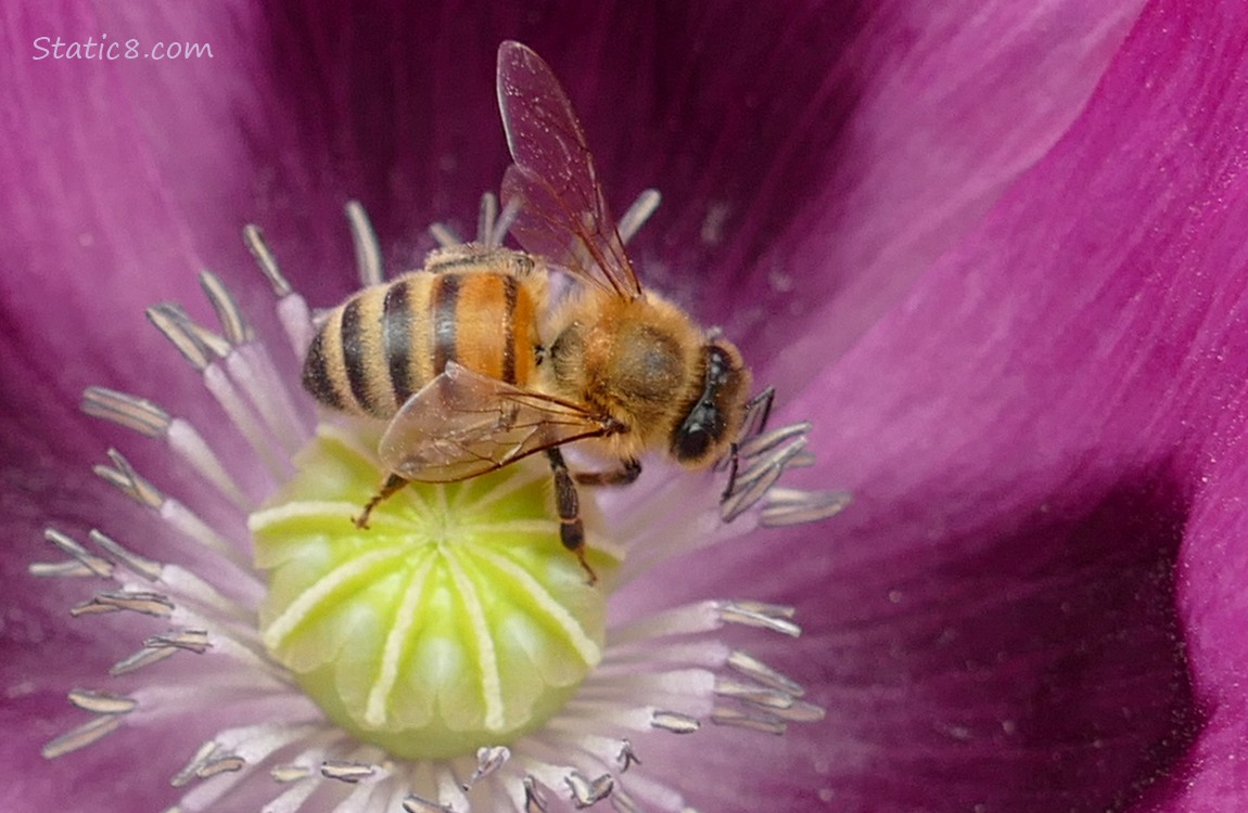 Honey Bee in the center of a purple Poppy