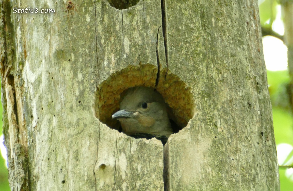 Flicker baby looking out the nest hole