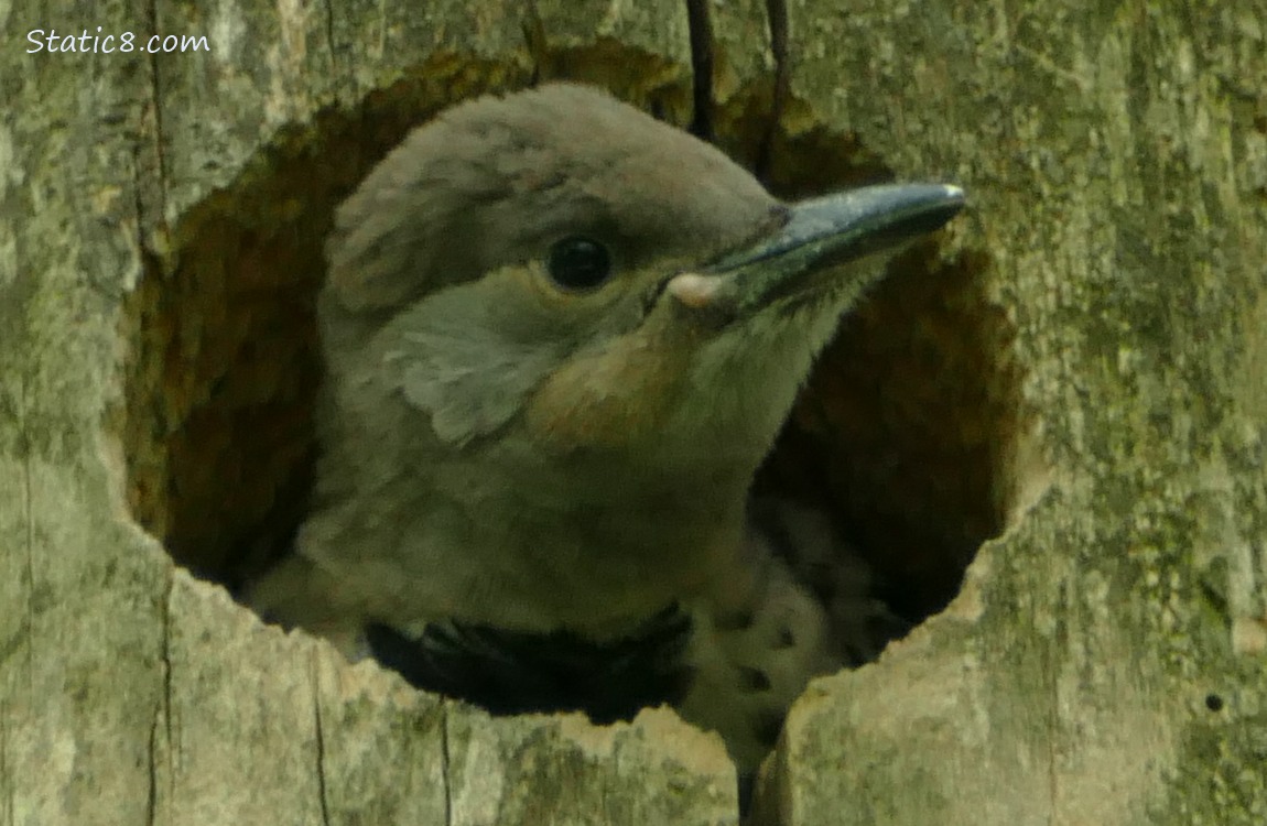 Flicker baby looking out the nest hole