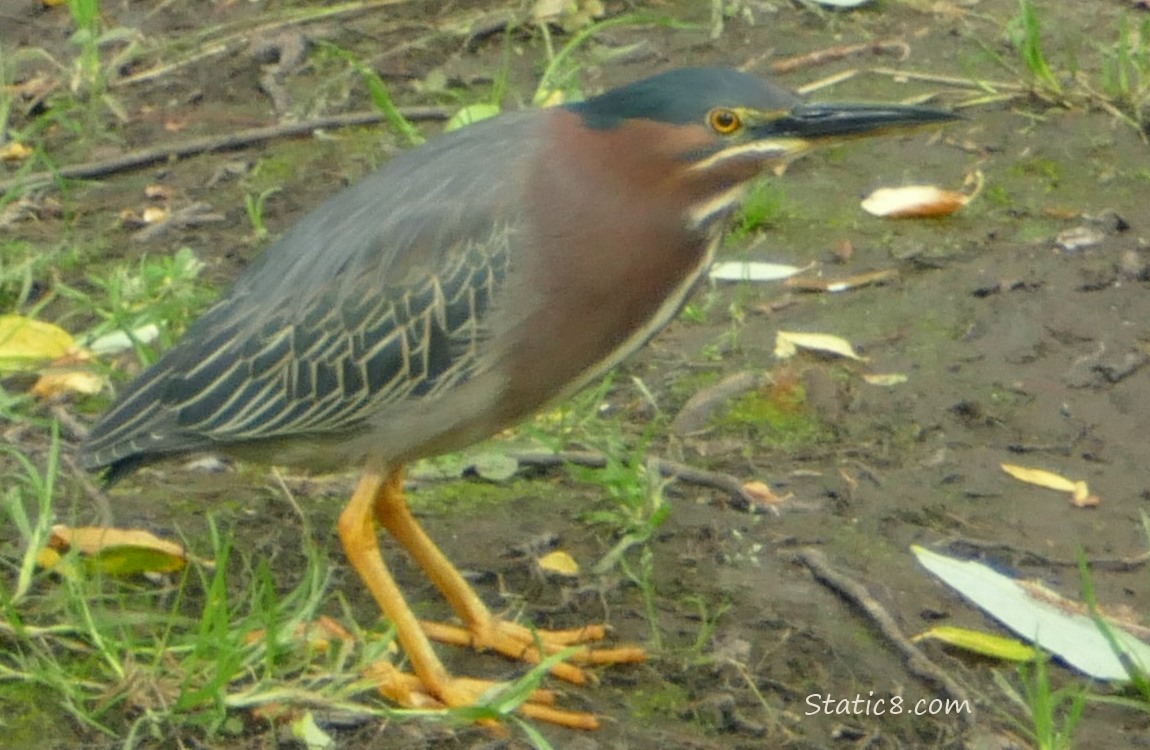 Green Heron standing on the bank