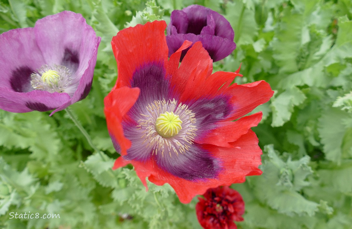 Purple and red Breadseed Poppy blooms