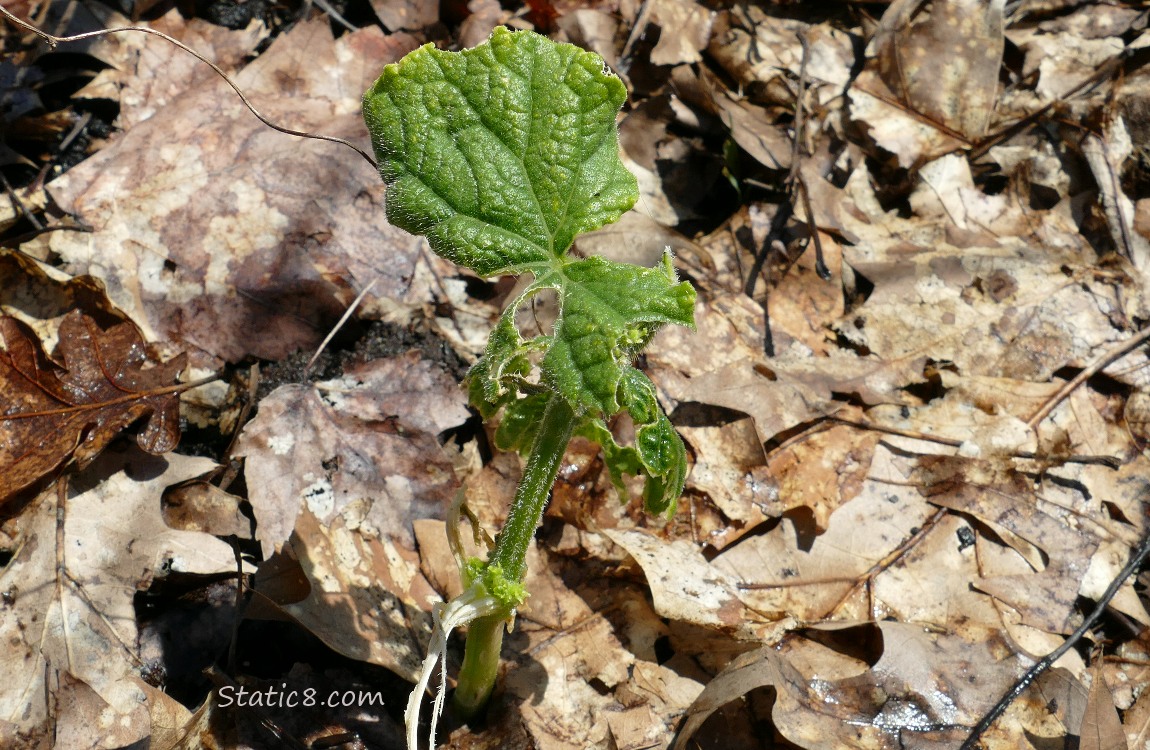 ravaged plant