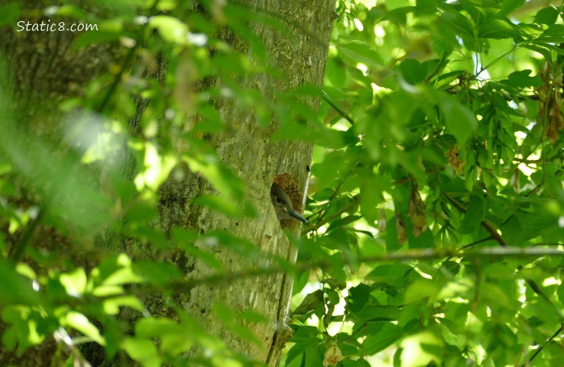 Flicker baby looking out from the nest hole