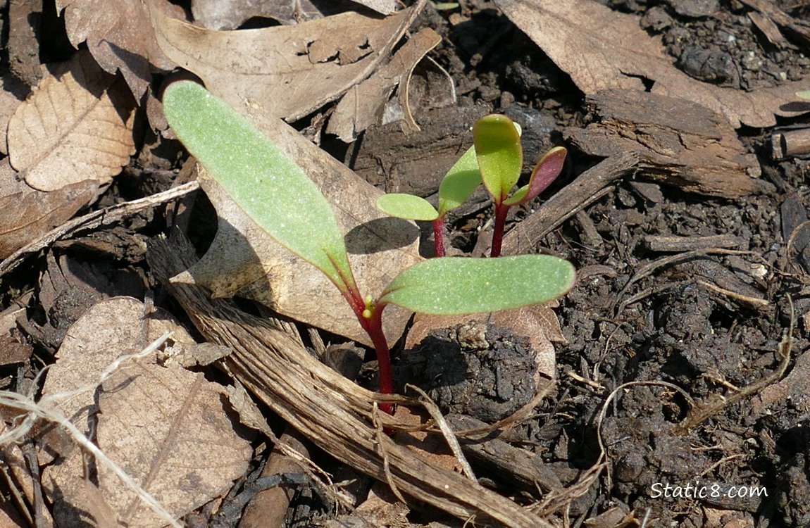 Beet seedlings growing in the ground
