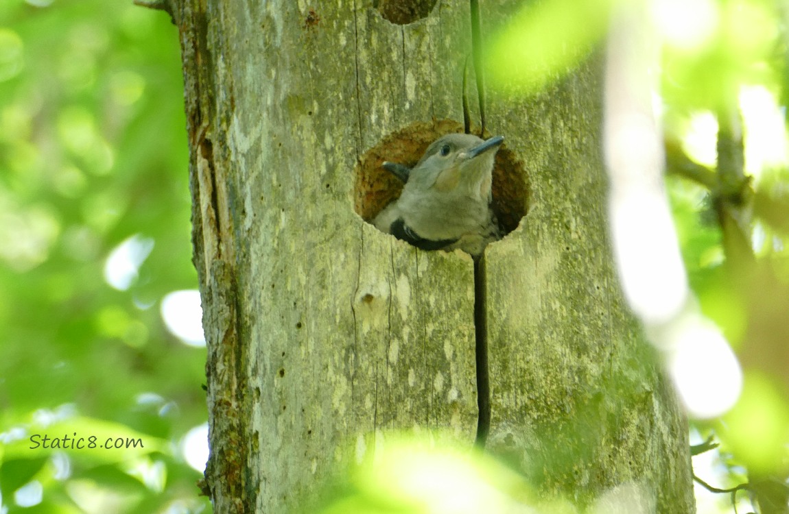 Flicker baby looking out of the nest hole