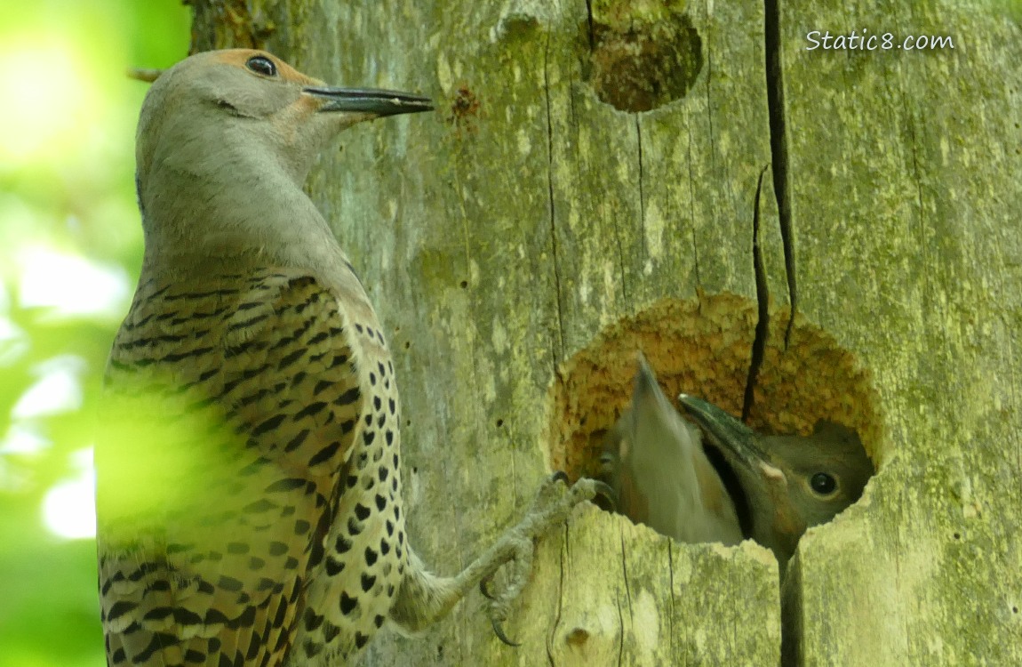 Flicker parent feeding babies at the nest hole