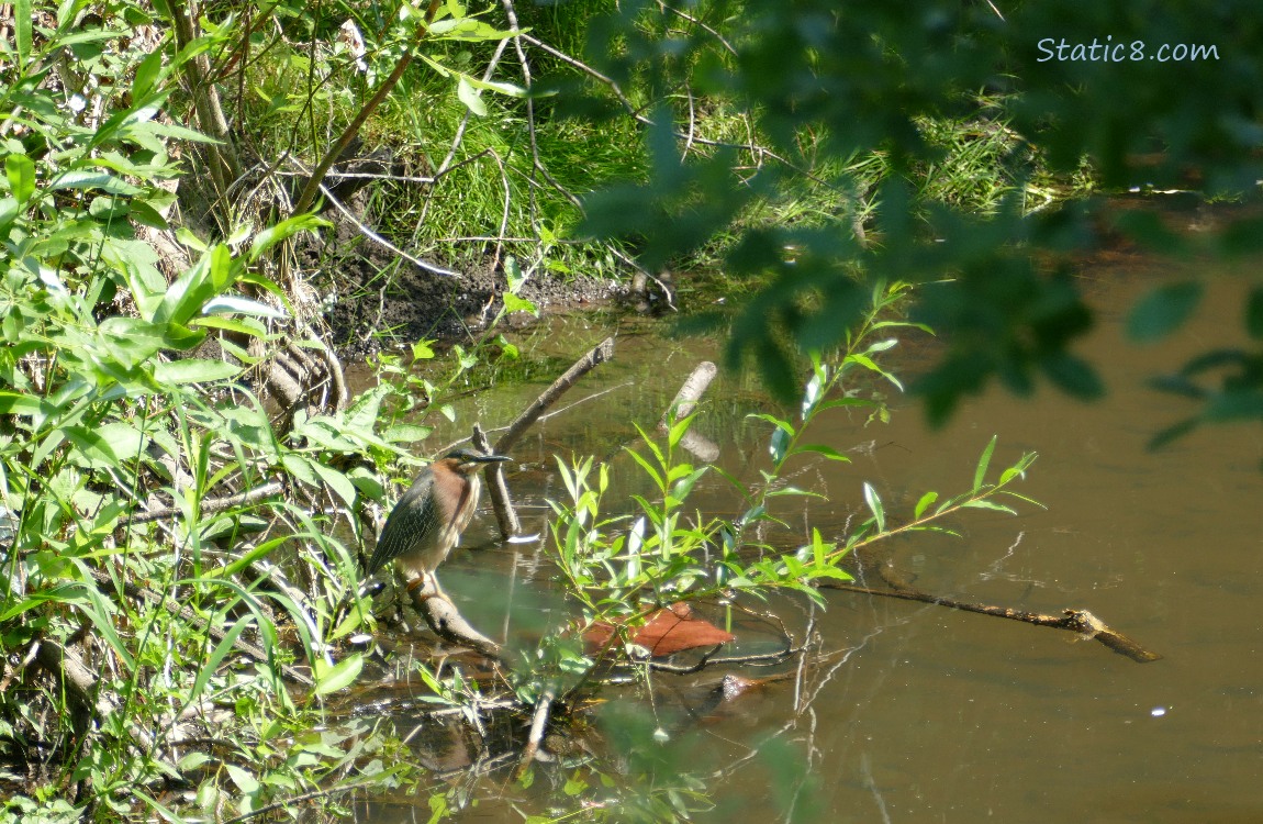 Green Heron standing on a branch near the bank of the creek