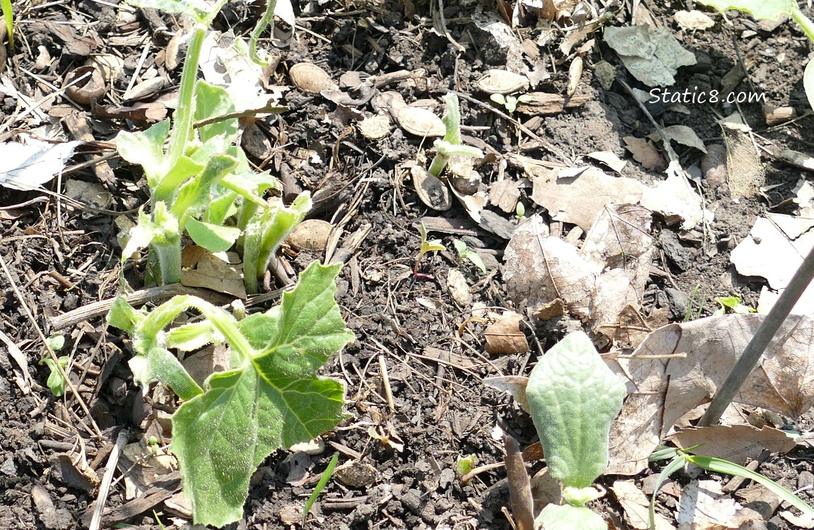 Squash plants munched down to the stem
