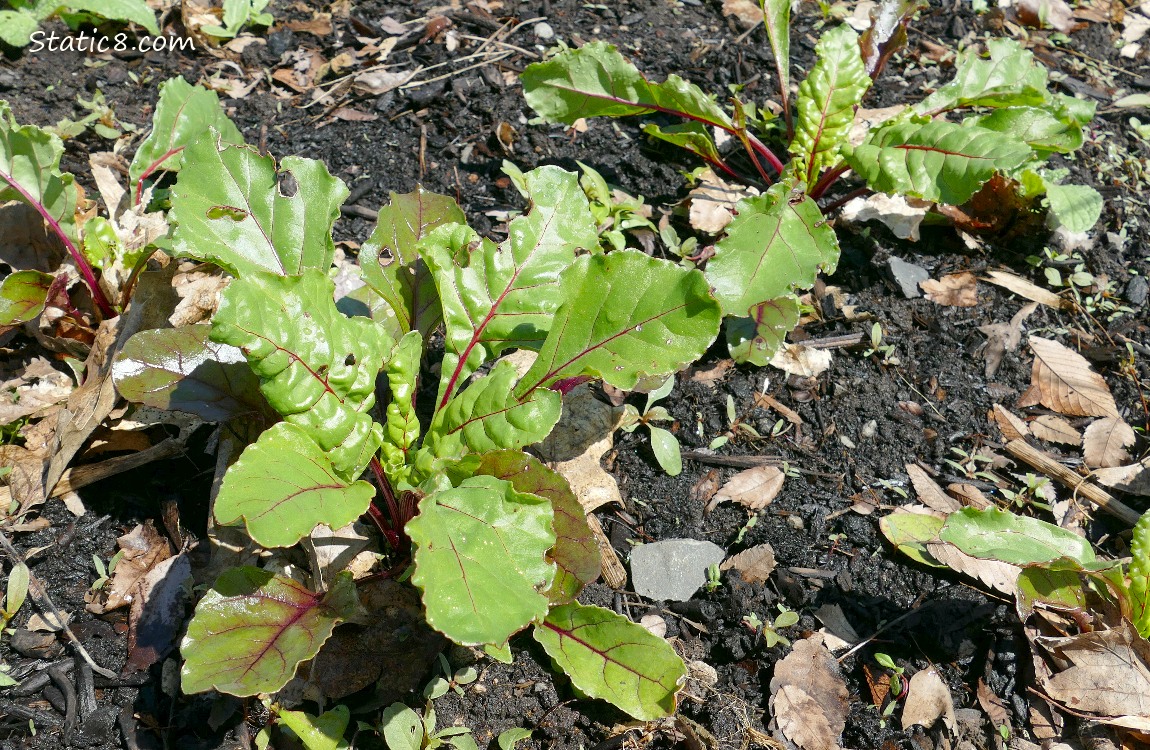 Beets growing in the ground