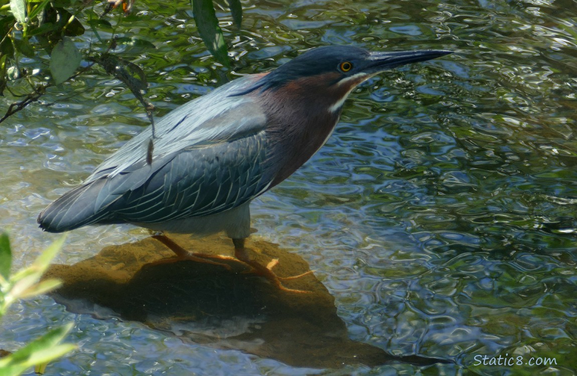 Green Heron standing in shallow water