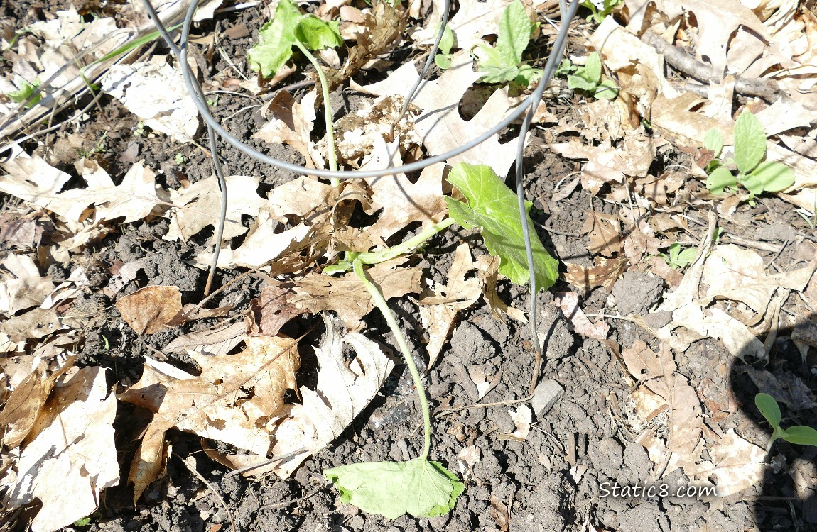 dying squash plant
