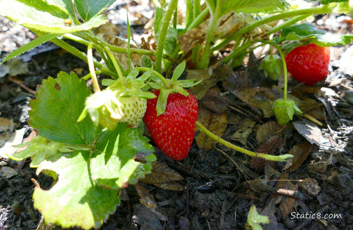 Strawberries ripening on the plant