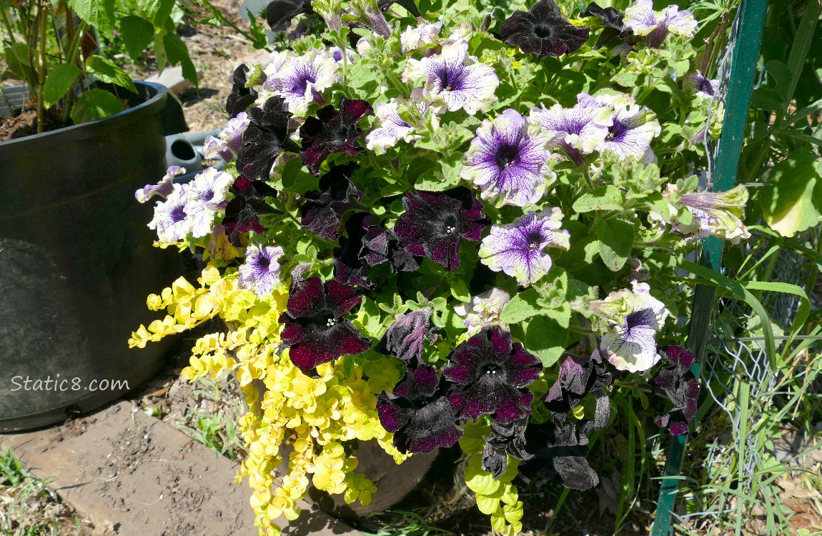 Pot of flowers