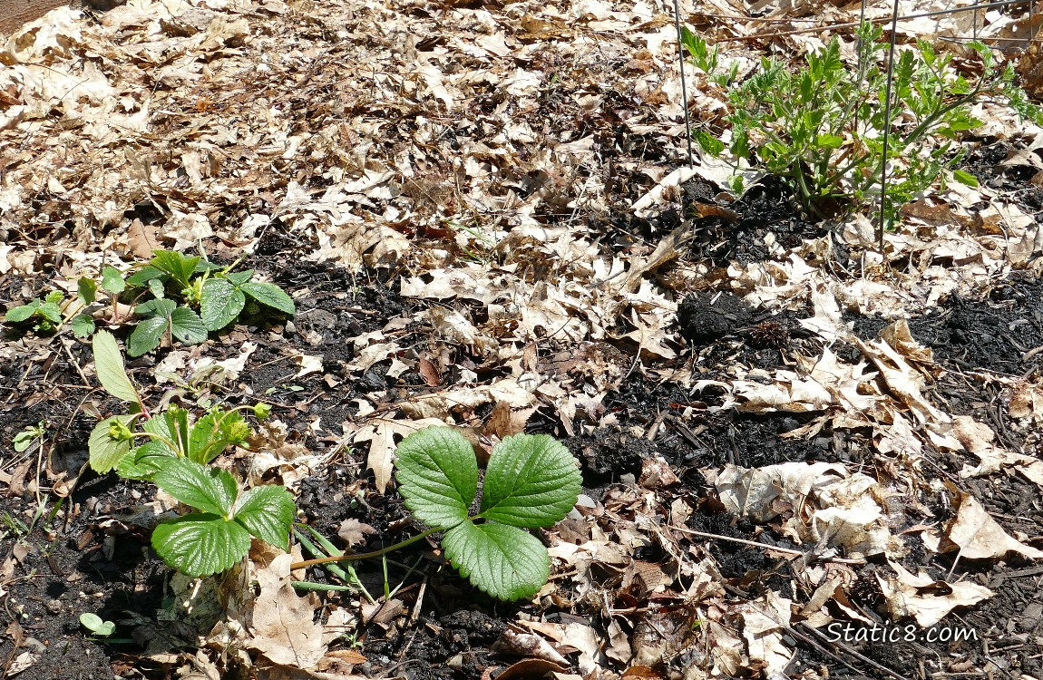 Garden plot