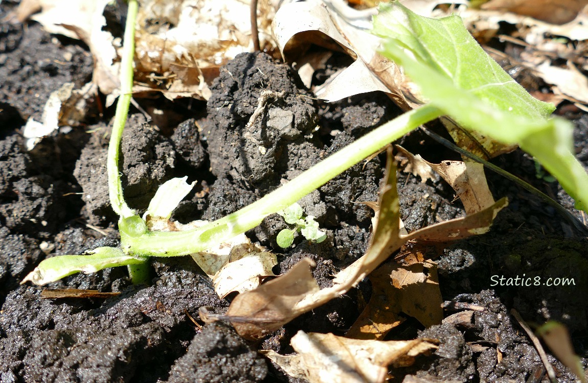 dying sqaush plant
