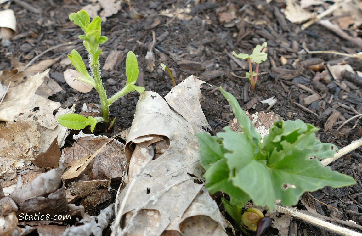 Plants growing in the ground