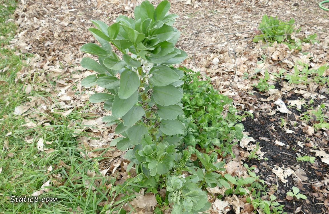 Tall Fava plant growing in the ground