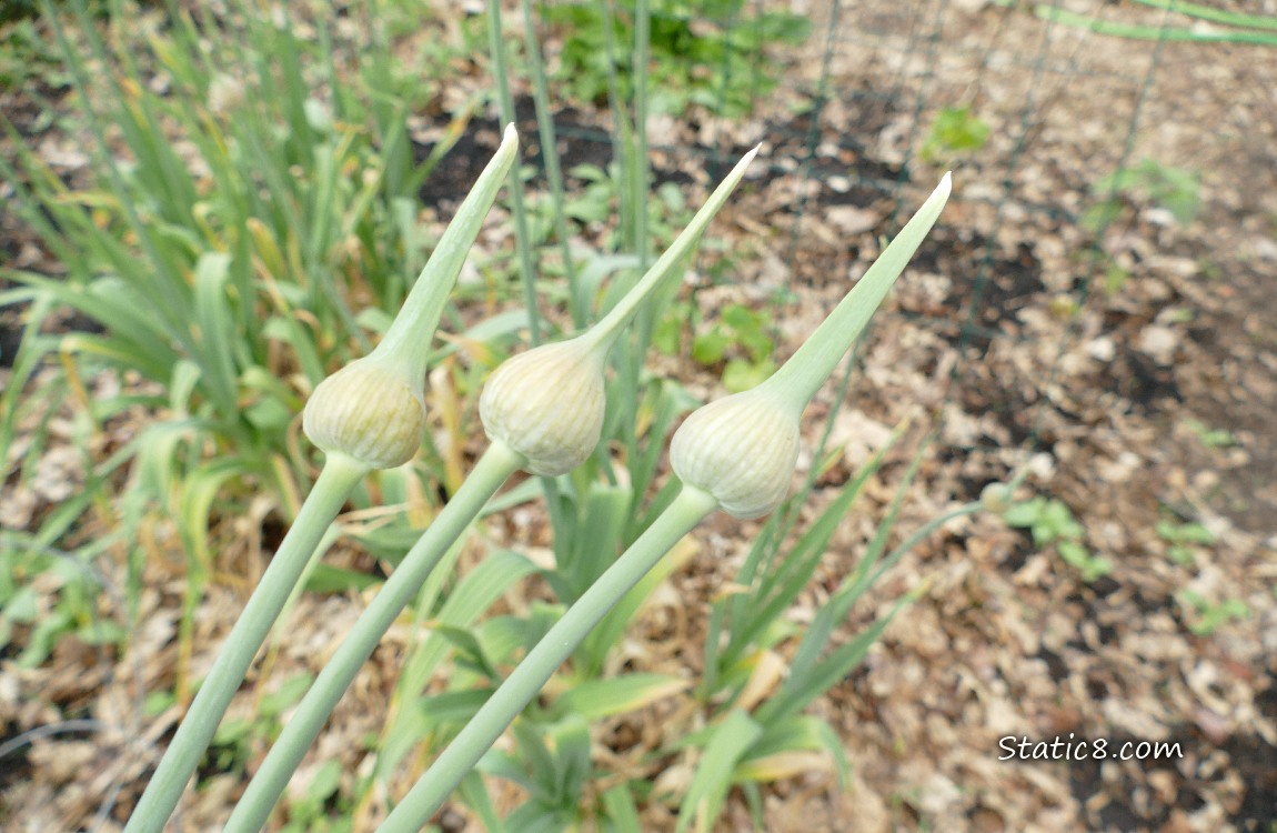 Garlic scapes