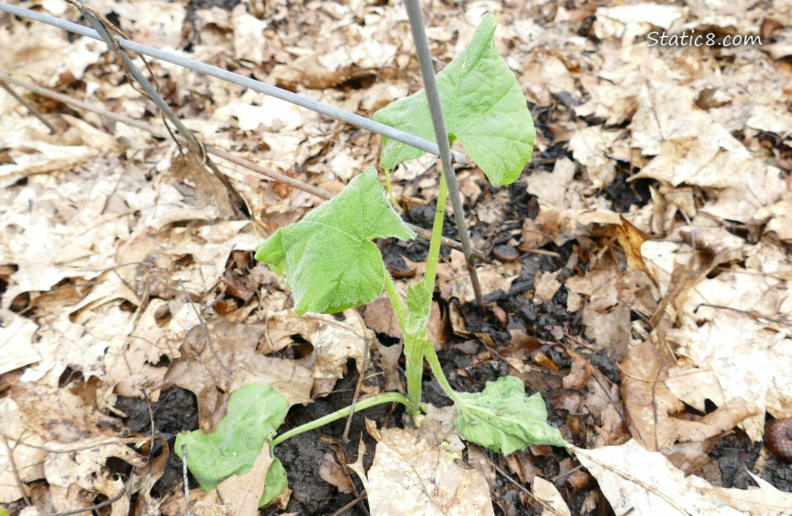 wilted squash plant
