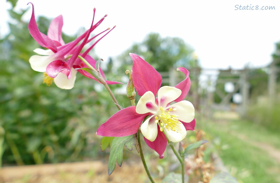 Pink and white Columbine blooms