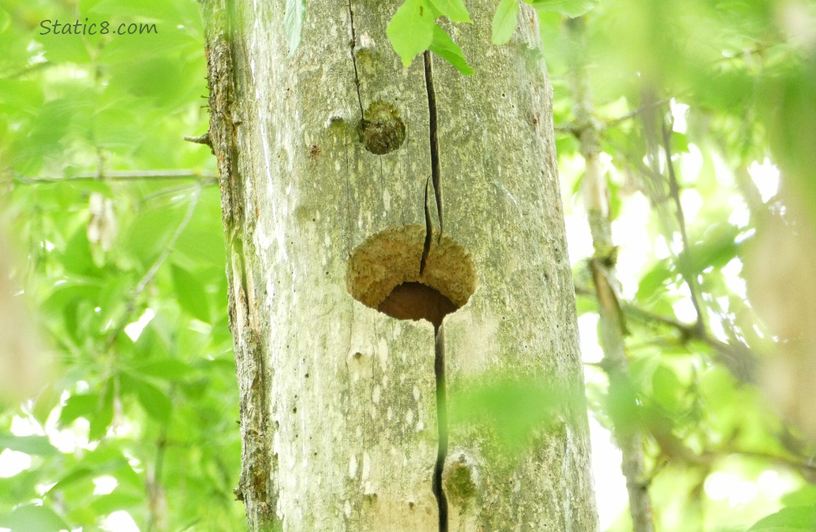 Woodpecker hole in a dead tree trunk