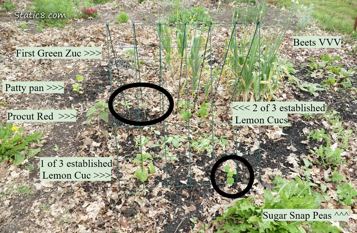 Garden Tour